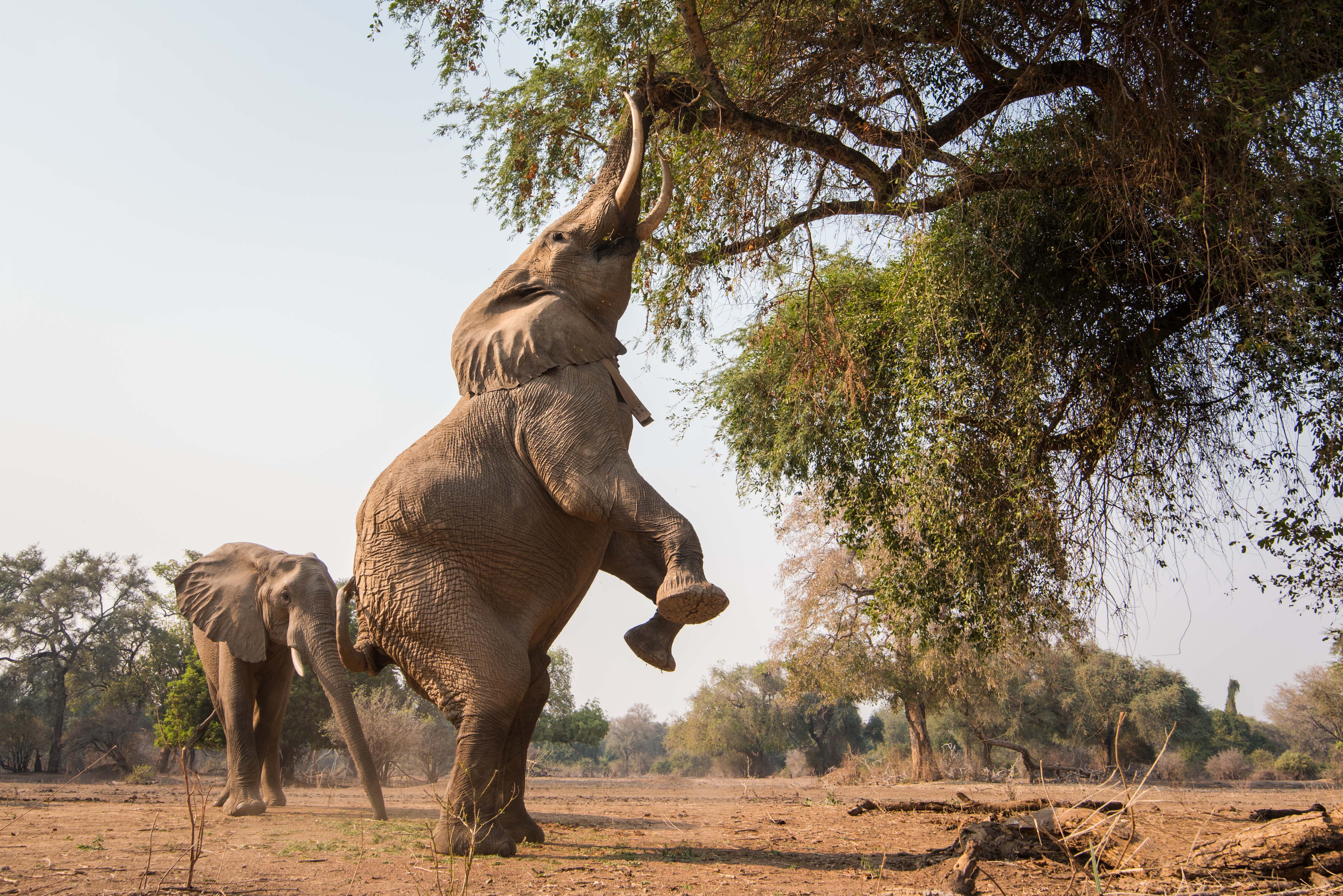 Travel to Mana Pools for a Zimbabwe Luxury Safari